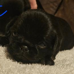 Girl 1 - Black female Brussels Griffon puppy in Huntsville, Alabama from Tammy's Brussels