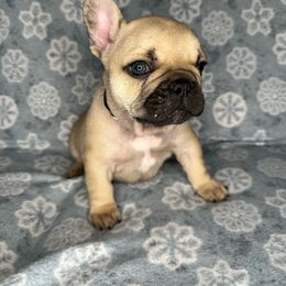 Boy 5 - Fawn French Bulldog puppy in The Dalles, Oregon from RC French Bulldogs