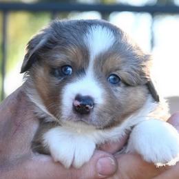 HANK (bmm) - Blue merle male Miniature American Shepherd puppy in Pasco, Washington from ROCK CREEK LABRADORS Pasco, WA