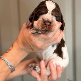 Blue - Liver white and roan male English Springer Spaniel puppy in Brownsville, Texas from South Texas Springers
