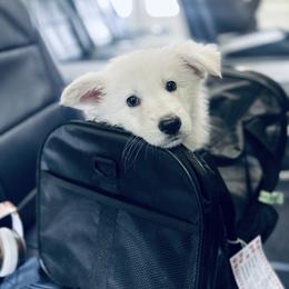Berger Blanc Suisse Puppies from Moonlight Berger Blanc Suisses