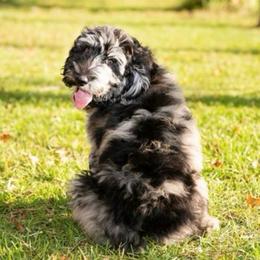 Cowboy (Dark Blue Collar) - Merle male Goldendoodle puppy in Ocala, Florida from Hancock Place Doodles