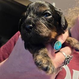Hermes - Tri-color male Cavapoo puppy in Auburn, California from Gold Country Doodles
