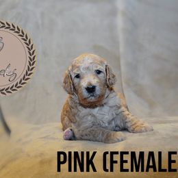 Pink - Poodle puppy in Texas from Palace Pups NTX