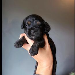 Tater tot - Black and tan female Cavapoo puppy in Battle Lake, Minnesota from Panda Puppies