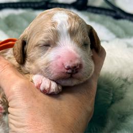 Shiloh - Red  female Goldendoodle puppy in Knoxville, Tennessee from Graystone Doodles
