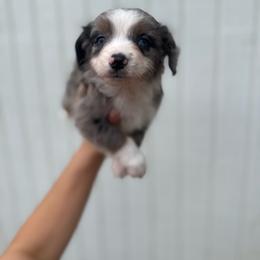Jekyll - Blue merle male Miniature Australian Shepherd puppy in Clarkesville, Georgia from North Georgia Gems