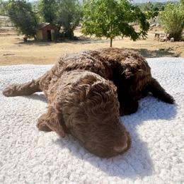 Scooby - Cafe au lait male Poodle puppy in Meadowbrook, California from Standard Poodle Pups