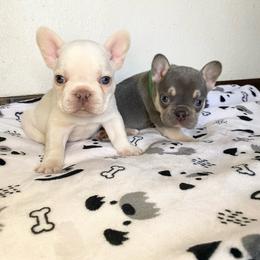 Boy 1 - Cream male French Bulldog puppy in Selma, Oregon from Pnwfrenchbulldogs