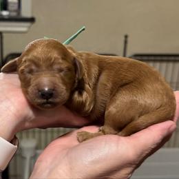 Pigpen (Teal Collar) - Red  male Goldendoodle puppy in Bay City, Texas from Charming Doods