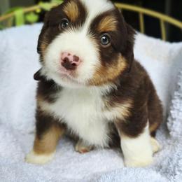 Please read description - Red tri-color male Miniature American Shepherd puppy in Georgetown, California from Foothill Aussies
