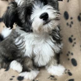 Havanese Puppies from 3 Bs Havanese