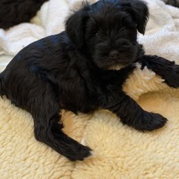 Miniature Schnauzer Puppies from Black Gold Miniature Schnauzers