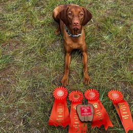 Thalia - Vizsla