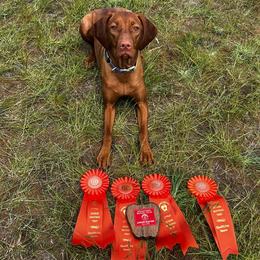 Thalia - Vizsla