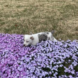 Australian Cattle Dog and Companion Cross Puppies from MX Kennel - Central MO