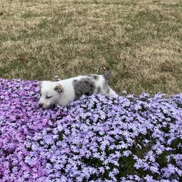 Australian Cattle Dog and Companion Cross Puppies from MX Kennel - Central MO