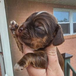 AKC Linus - Sable male Cocker Spaniel puppy in New Market, Tennessee from Down in the Holler