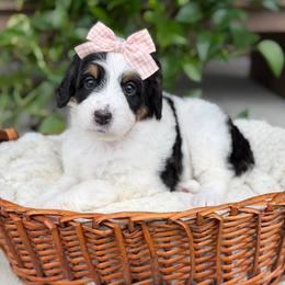 Ivory - Tri-color female Bernedoodle puppy in Pittsburgh, Pennsylvania from WestPenn Doodles LLC