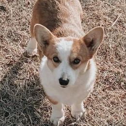 Aussiedoodles, Goldendoodles, Pembroke Welsh Corgis, and Sheepadoodles from The Puppy Stables