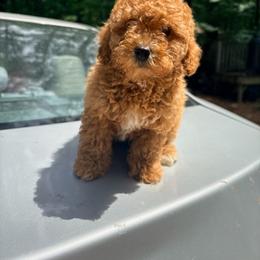 Cooper - Red  male Poodle puppy in Apex, North Carolina from Happy puppies