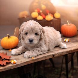 Thing - Apricot male Cavapoo puppy in Sparta, Missouri from Sis' Doodles & Poodles