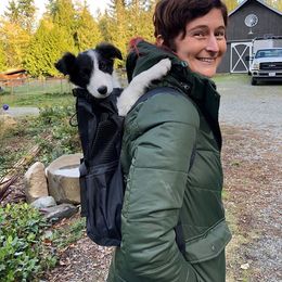 Border Collie Puppies from Cascade Sun Kennels