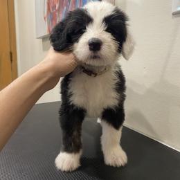 Show Female Pick 2 - Retained - Gray and white female Old English Sheepdog puppy in Tulsa, Oklahoma from Yadah Sheepdogs
