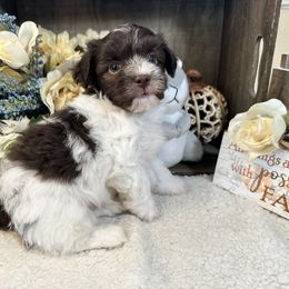 Havanese Puppies from Arabella Havanese
