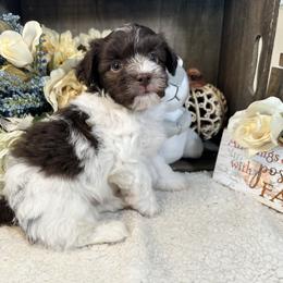 Havanese Puppies from Arabella Havanese