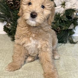 Goldendoodle Puppies from Gracious Doodle Dogs