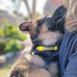 German Shepherd All Grown Up from Schäfer German Shepherds