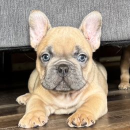 Marlin - Blue fawn French Bulldog puppy in Stanchfield, Minnesota from Sunshine's French Bulldogs
