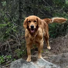 Aria - Golden Retriever