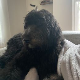 Bernedoodle and Goldendoodle All Grown Up from A.N.A. Doodles