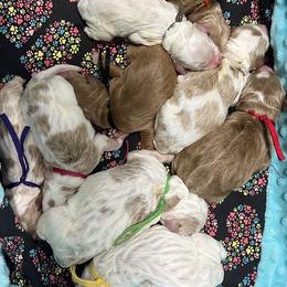 Blue Male - Parti male Goldendoodle puppy in Great Falls, Montana from Montana Goldendoodles
