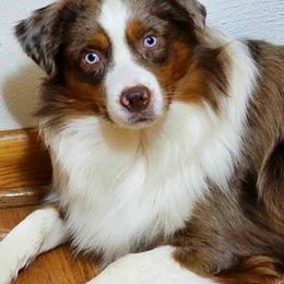 Miniature Australian Shepherd and Toy Australian Shepherd Puppies from Miller Hill Aussies