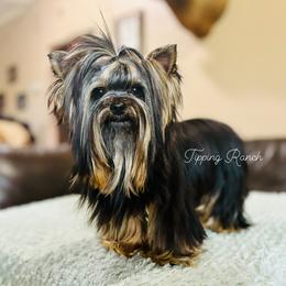 OKIE - Yorkshire Terrier