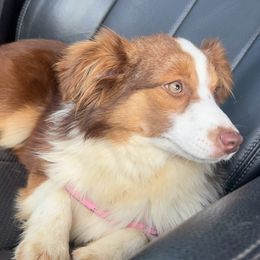 Pepper - Toy Australian Shepherd