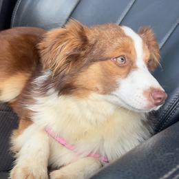 Pepper - Toy Australian Shepherd