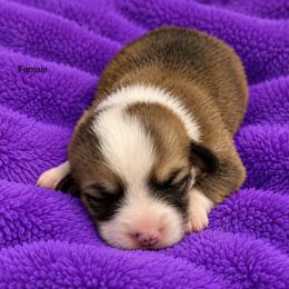 Girl 2 - Sable female Pembroke Welsh Corgi puppy in Port Republic, Maryland from Bestfurends