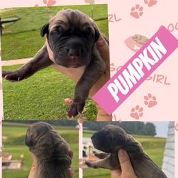 PUMPKIN - Fawn female Great Dane puppy in Wellsville, New York from Prophecy Danes