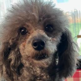 Daisy - Maltipoo