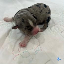 Blue Merle Male 1 - Blue merle male Australian Shepherd puppy in Waxahachie, Texas from Volks Aussies