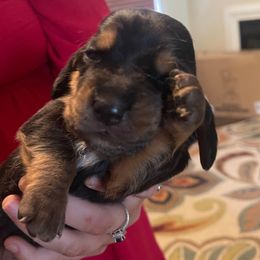 Girl 3 - Black and brown female Basset Hound puppy in Woodruff, South Carolina from LONG EARS FARM AKC BASSET HOUNDS