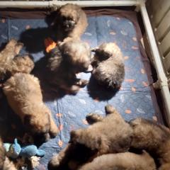 Bouvier des Flandres from Evan Coffield