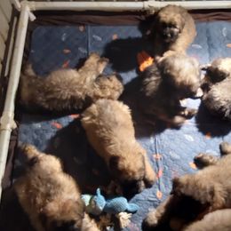 Bouvier des Flandres from Evan Coffield