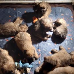 Bouvier des Flandres from Evan Coffield