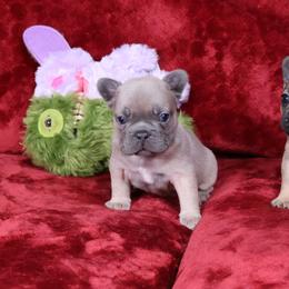 Smoky - Blue fawn male French Bulldog puppy in Madison, Alabama from Moss Bulldog's Home