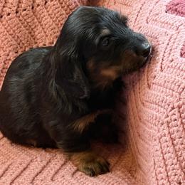 Spring Brook Tennessee Mountain Home SL - Black and cream male Dachshund puppy in New Ross, Indiana from Spring Brook Farms, LLC